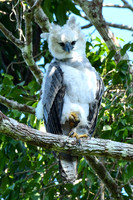 Harpy Eagle