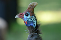 Helmeted Guineafowl