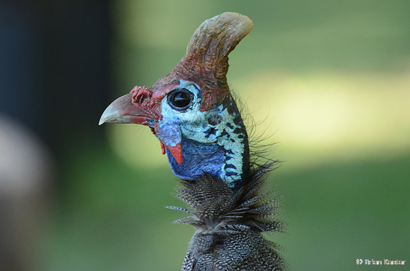 Helmeted Guineafowl