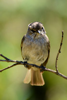 Bush Blackcap