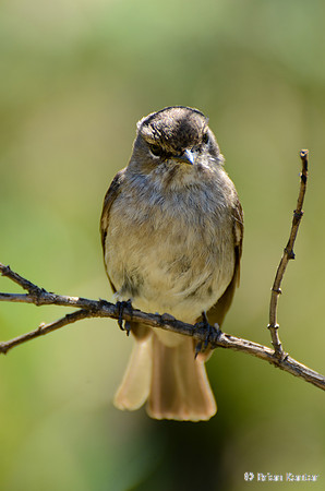Bush Blackcap