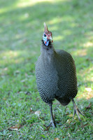 Helmeted Guinefowl