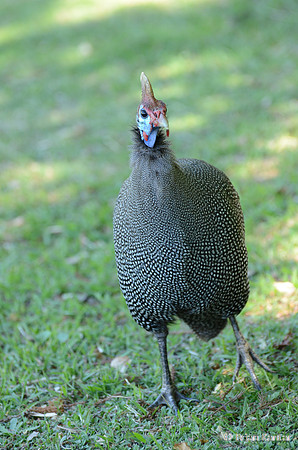 Helmeted Guinefowl
